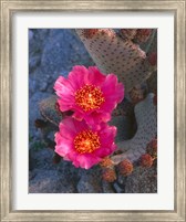 Framed Cactus Flowers In Spring
