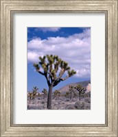 Framed California, Joshua Tree NP, Near Hidden Valley