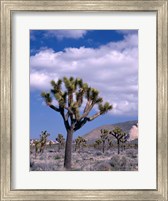 Framed California, Joshua Tree NP, Near Hidden Valley