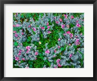 Framed Wildflowers Near The Redwood NP