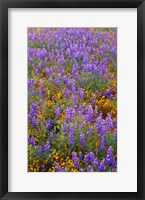 Framed Californian Poppies And Lupine