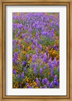 Framed Californian Poppies And Lupine
