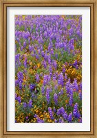 Framed Californian Poppies And Lupine