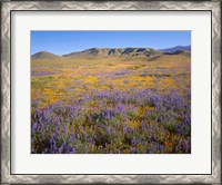 Framed Wildflowers Bloom Beneath The Caliente Range, California