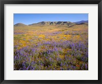 Framed Wildflowers Bloom Beneath The Caliente Range, California