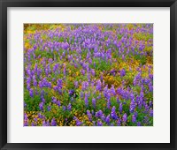 Framed Carrizo Plain National Monument Lupine And Poppies