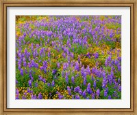 Framed Carrizo Plain National Monument Lupine And Poppies