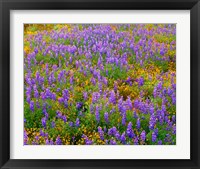 Framed Carrizo Plain National Monument Lupine And Poppies