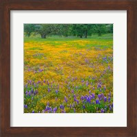 Framed Lupine And Goldfields At Shell Creek Valley, California