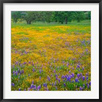 Framed Lupine And Goldfields At Shell Creek Valley, California