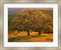Framed Sunset Soaked Oak Trees, California