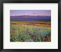 Framed Desert Sunflower Landscape, Death Valley NP, California