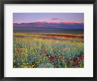 Framed Desert Sunflower Landscape, Death Valley NP, California