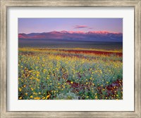 Framed Desert Sunflower Landscape, Death Valley NP, California