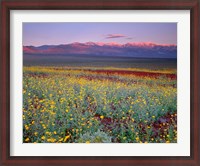 Framed Desert Sunflower Landscape, Death Valley NP, California