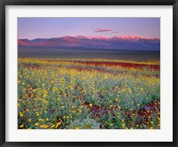 Framed Desert Sunflower Landscape, Death Valley NP, California