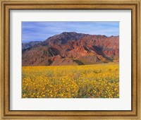 Framed Black Mountains And Desert Sunflowers, Death Valley NP, California