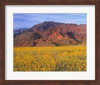 Framed Black Mountains And Desert Sunflowers, Death Valley NP, California