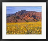 Framed Black Mountains And Desert Sunflowers, Death Valley NP, California