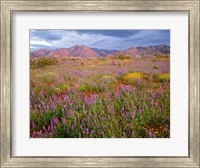 Framed Cottonwood Mountain Landscape, Joshua Tree NP, California