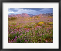 Framed Cottonwood Mountain Landscape, Joshua Tree NP, California