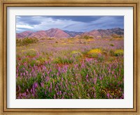 Framed Cottonwood Mountain Landscape, Joshua Tree NP, California