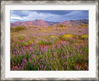 Framed Cottonwood Mountain Landscape, Joshua Tree NP, California