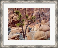 Framed Lone Joshua Trees Growing In Boulders, Hidden Valley, California