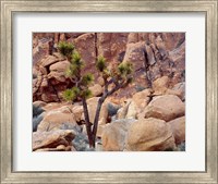 Framed Lone Joshua Trees Growing In Boulders, Hidden Valley, California