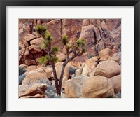 Framed Lone Joshua Trees Growing In Boulders, Hidden Valley, California