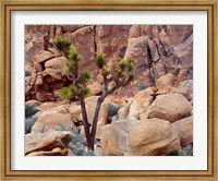 Framed Lone Joshua Trees Growing In Boulders, Hidden Valley, California