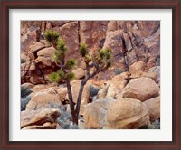 Framed Lone Joshua Trees Growing In Boulders, Hidden Valley, California