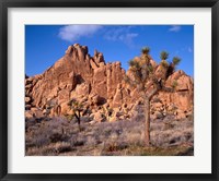 Framed Joshua Tree National Park, Trees And Mountains, California