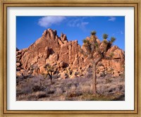 Framed Joshua Tree National Park, Trees And Mountains, California