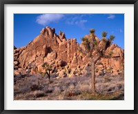 Framed Joshua Tree National Park, Trees And Mountains, California