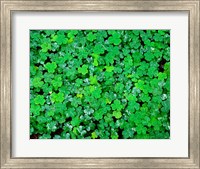 Framed Spring Growth Of Wood Sorrel After Rain