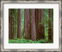 Framed Redwoods Tower Above Ferns At The Stout Grove, California
