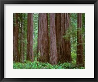 Framed Redwoods Tower Above Ferns At The Stout Grove, California