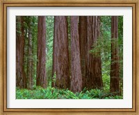 Framed Redwoods Tower Above Ferns At The Stout Grove, California