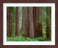 Framed Redwoods Tower Above Ferns At The Stout Grove, California