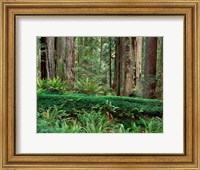 Framed Prairie Creek Redwoods State Park, California