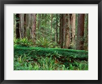 Framed Prairie Creek Redwoods State Park, California