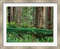 Framed Prairie Creek Redwoods State Park, California