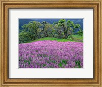 Framed Lupine Meadow In The Spring Among Oak Trees