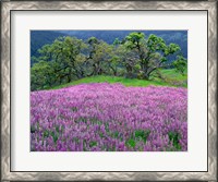 Framed Lupine Meadow In The Spring Among Oak Trees