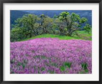 Framed Lupine Meadow In The Spring Among Oak Trees