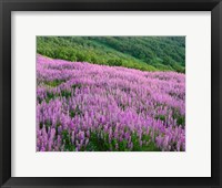 Framed Lupine Meadow Landscape, Readwood Np, California