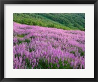 Framed Lupine Meadow Landscape, Readwood Np, California