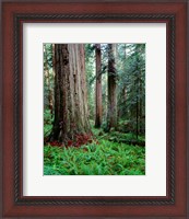 Framed Prairie Creek Redwoods Sp, California