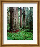 Framed Prairie Creek Redwoods Sp, California